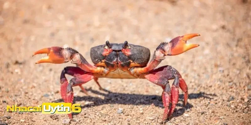 Giải mã các giấc mơ thấy cua chi tiết