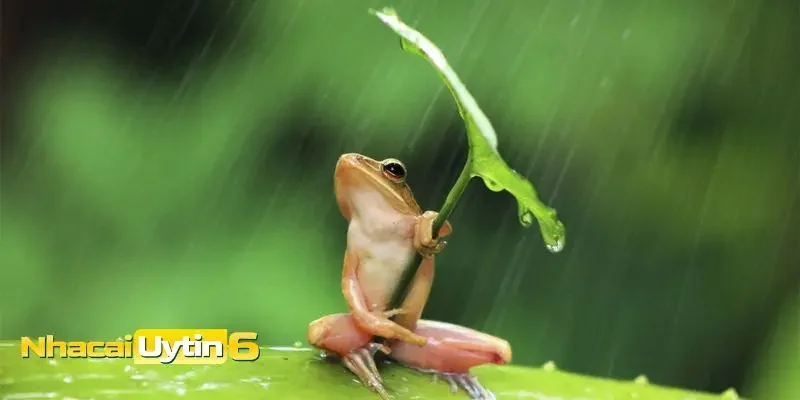 Mơ thấy ếch là điềm tốt hay xấu