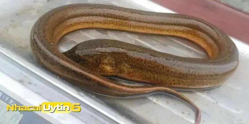 Mơ thấy lươn đánh con gì - Mơ thấy lươn chết