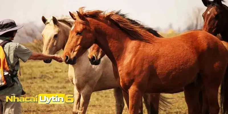 Những con số may mắn khi mơ thấy ngựa