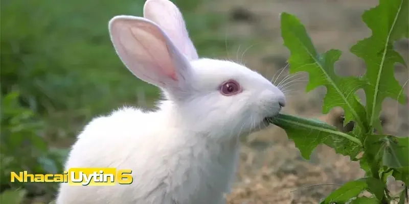 Ý nghĩa chi tiết của các trường hợp mơ thấy thỏ