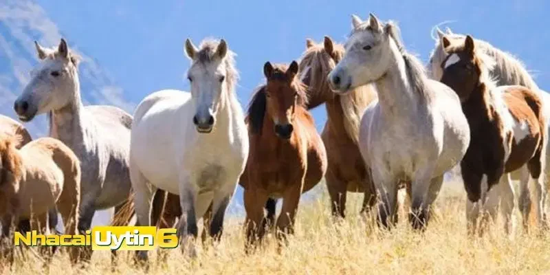 Ý nghĩa của mơ thấy ngựa