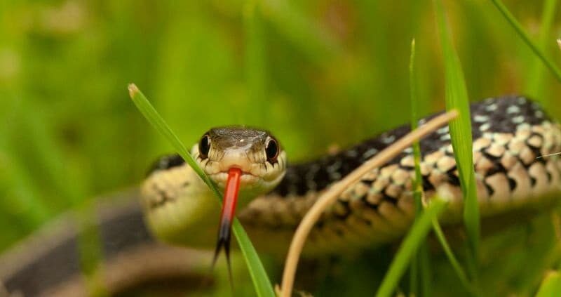  giải mã giấc mơ thấy rắn rất cao 