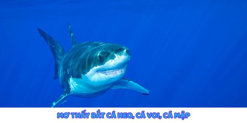 Mơ thấy bắt cá heo, cá voi, cá mập biểu thị sức mạnh và quyền lực