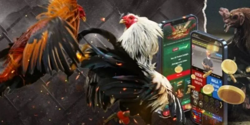 Trải nghiệm đặt cược đá gà hấp dẫn tại sảnh SABONG AE888
