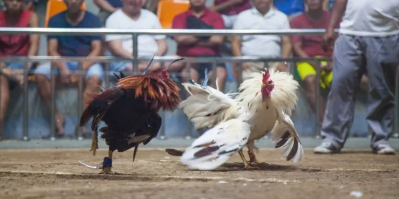 Điều chỉnh tỷ lệ cược liên tục dựa trên dữ liệu trận đấu